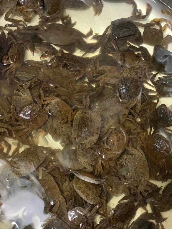 Thời tiết ngày càng nắng nóng, dân buôn cua hốt bạc”, ngày bán gần nửa tạ-1