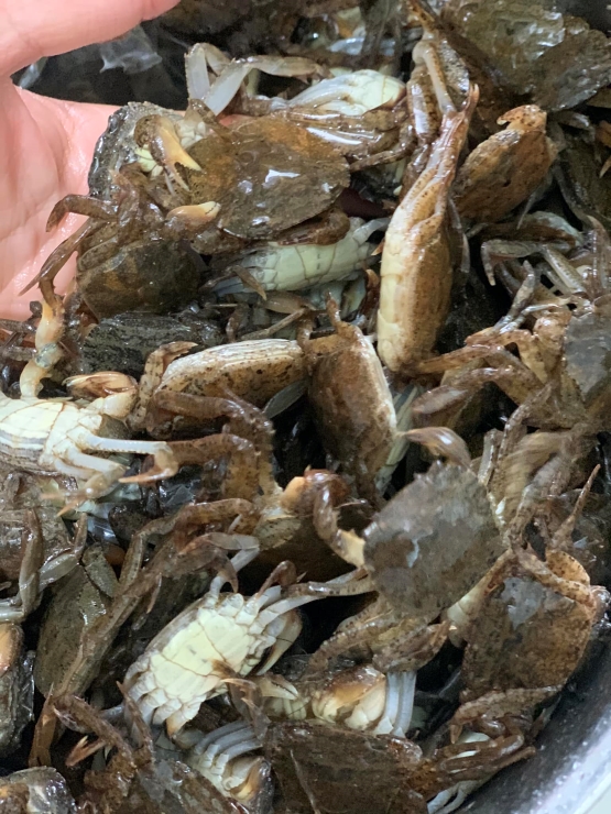 Thời tiết ngày càng nắng nóng, dân buôn cua hốt bạc”, ngày bán gần nửa tạ-2