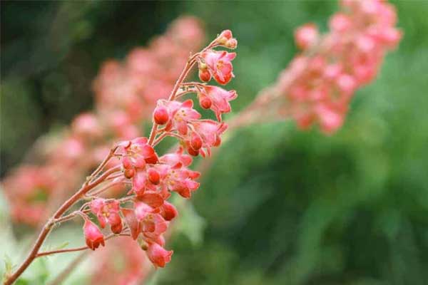 Tử vi ngày 25/3/2023: Tuổi Tý dễ bị làm khó, tuổi Ngọ quý nhân nâng đỡ-1