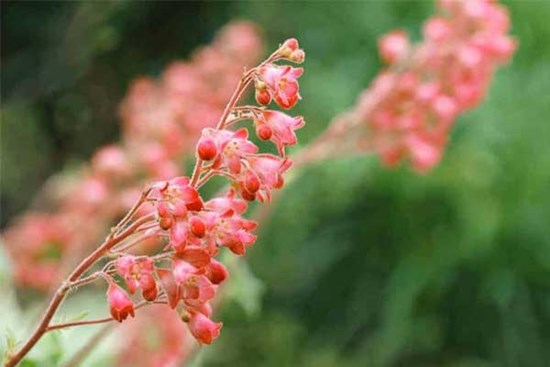 Tử vi ngày 25/3/2023: Tuổi Tý dễ bị làm khó, tuổi Ngọ quý nhân nâng đỡ