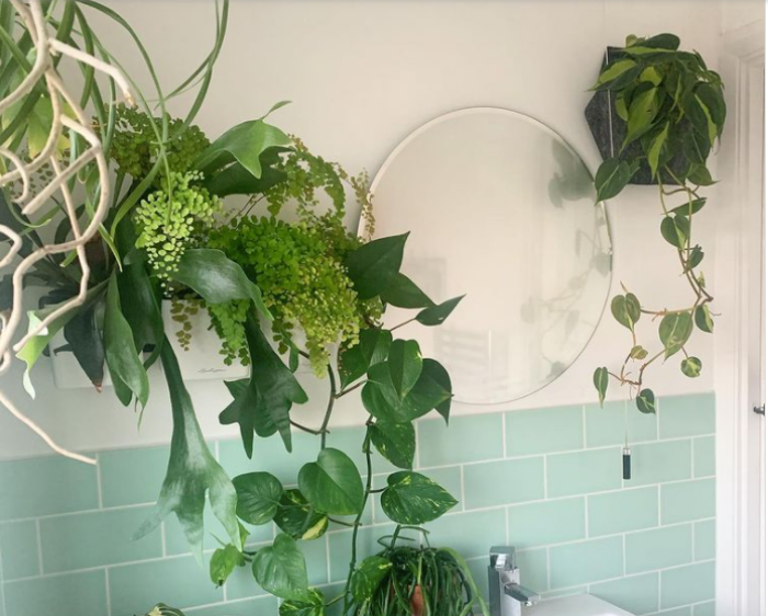 9 ý tưởng tạo vườn treo xanh tươi, đẹp mắt trong phòng tắm nhỏ-1