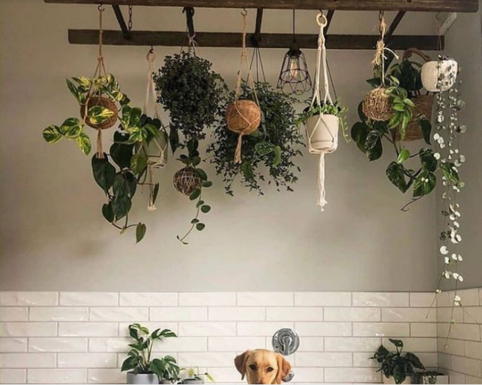 9 ý tưởng tạo vườn treo xanh tươi, đẹp mắt trong phòng tắm nhỏ-10