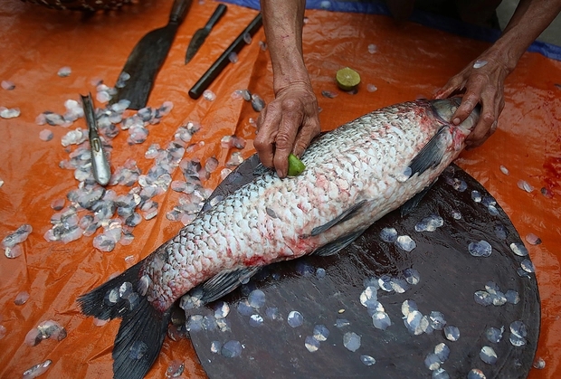 3 bộ phận của cá quý như vàng nhưng nhiều người không biết để ăn, toàn vứt bỏ-3