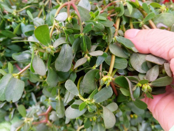 Cây mọc dại xưa cho lợn ăn hóa ra lại là kháng sinh tự nhiên” đem nấu kiểu này được món ngon-2