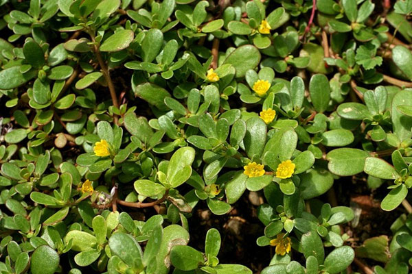 Mách bạn cách làm bò hầm đậm vị, ngon quên lối về-3