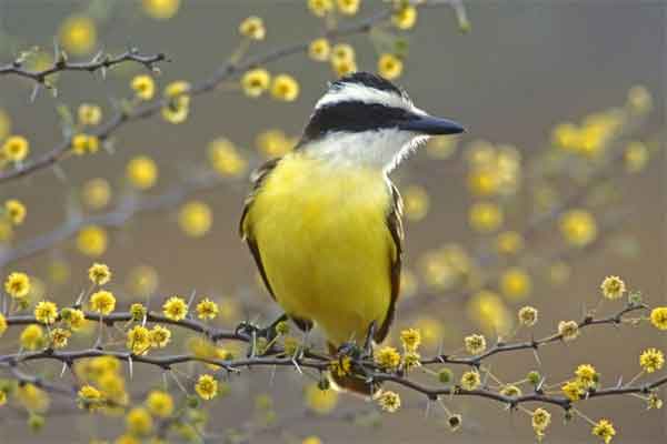 Tử vi tuần mới 27/3 - 2/4/2023: Tuổi Sửu bứt phá vươn lên, tuổi Tỵ hung cát đan xen-4