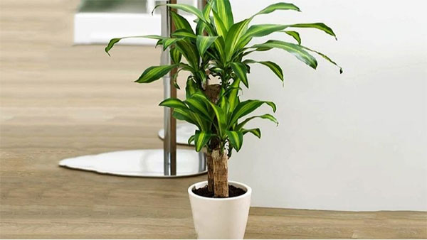 Người xưa dặn: Đặt 4 thứ này trong phòng khách, giàu sang, phú quý ba đời-1