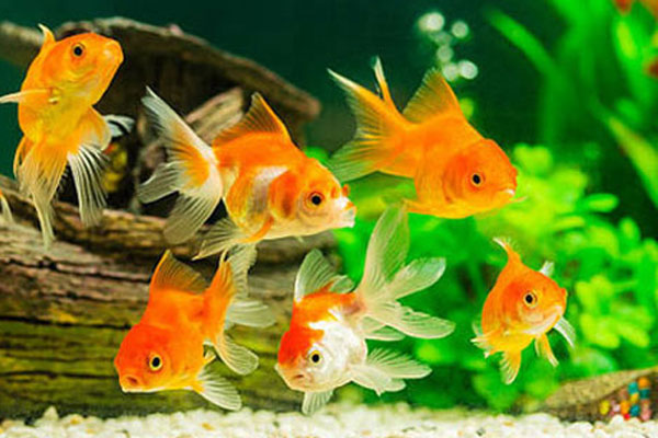 Căn hộ nhỏ 47m² đốn tim chị em nhờ vẻ đẹp tươi mát, đầy hơi thở mùa xuân-9