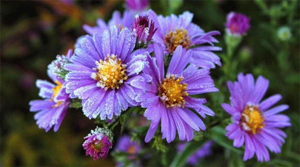 Tử vi tuần mới 27/3 - 2/4/2023: Tuổi Sửu bứt phá vươn lên, tuổi Tỵ hung cát đan xen-3