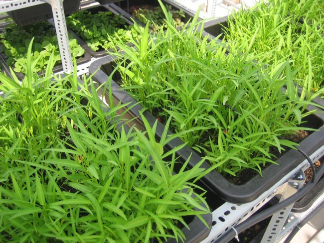 Cách trồng rau muống bằng cành lớn nhanh như thổi-3