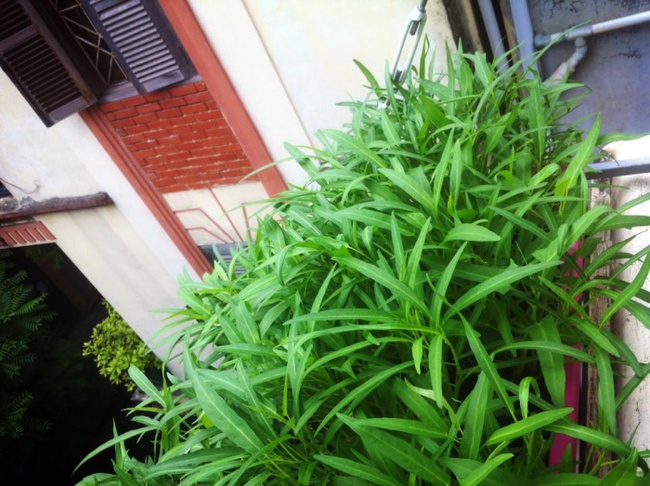 Cách trồng rau muống bằng cành lớn nhanh như thổi-5