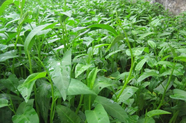 Cách trồng rau muống bằng cành lớn nhanh như thổi-6