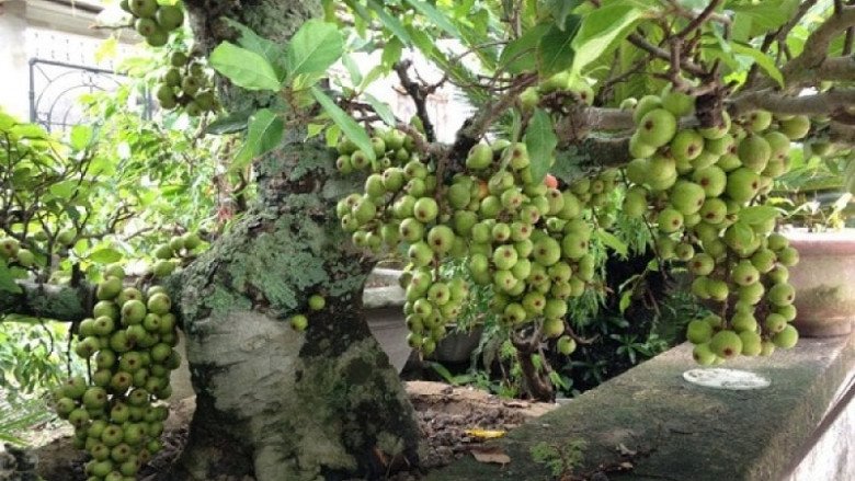 Trên ban công trồng 3 loại cây ăn quả phát tài phát lộc” này, con cháu không giỏi cũng giàu, càng trĩu quả càng nhanh giàu-2