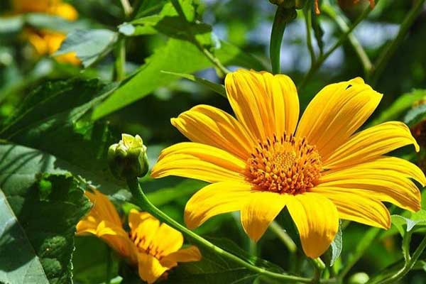 Cuối tháng 3, 3 con giáp ăn ở hiền lành tài lộc về tay, cuộc sống sung túc-4