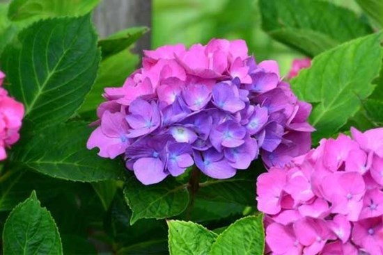 Cuối tháng 3, 3 con giáp ăn ở hiền lành tài lộc về tay, cuộc sống sung túc