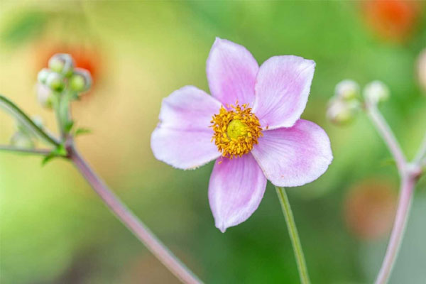 Tử vi ngày 28/3/2023: Tuổi Sửu mọi việc suôn sẻ, tuổi Tỵ may mắn hơn hẳn-1