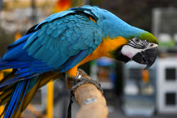 Ly kỳ vụ án vẹt tố giác, 2 người lĩnh án tù chung thân-1