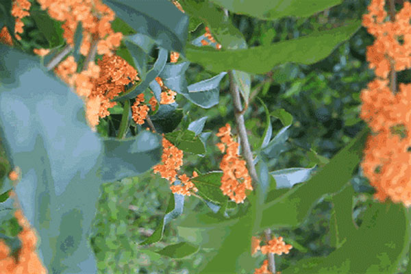 Người xưa nói: Cây cảnh trồng trước nhà, quý nhân vào trong cửa, gia đình thêm thịnh vượng-1