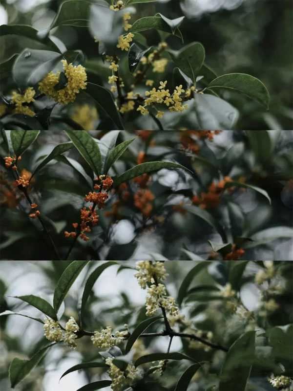 Người xưa nói: Cây cảnh trồng trước nhà, quý nhân vào trong cửa, gia đình thêm thịnh vượng-4