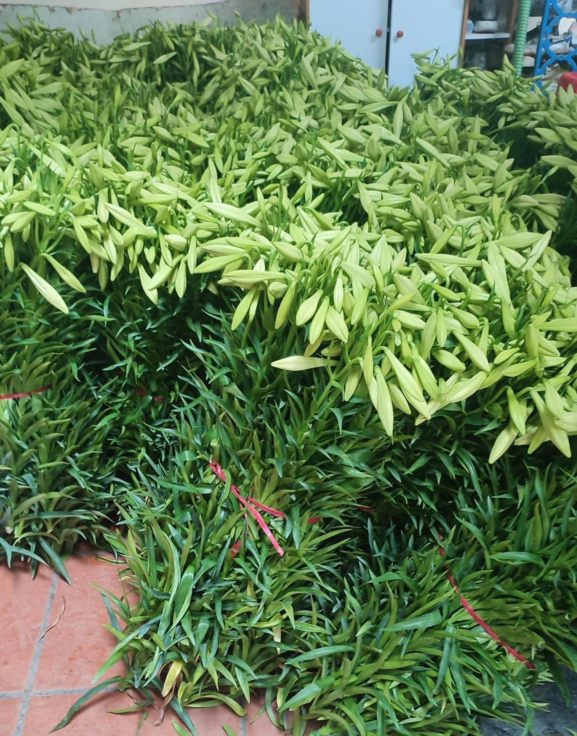 Hoa loa kèn dội chợ gọi tháng 4 về, giá rẻ bèo vẫn ế-2