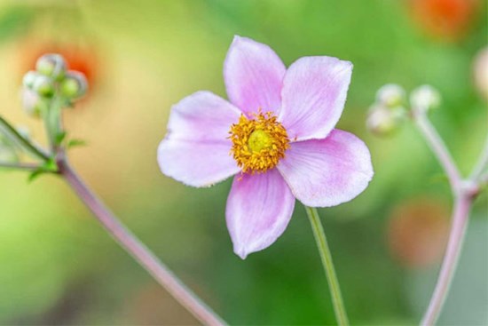 Tử vi ngày 28/3/2023: Tuổi Sửu mọi việc suôn sẻ, tuổi Tỵ may mắn hơn hẳn