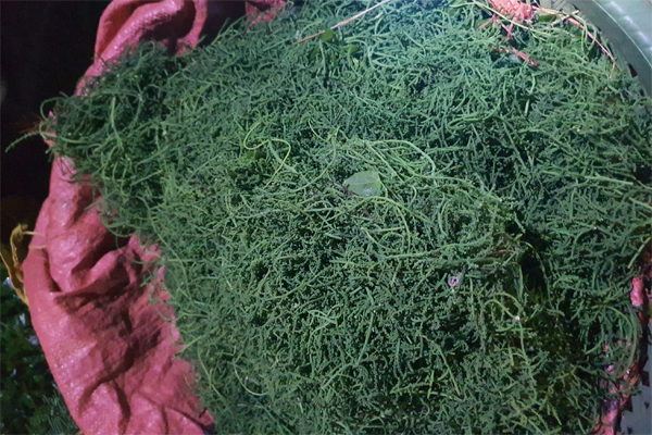 Kỳ lạ hoa rừng giá đến 300.000 đồng/kg, có bao nhiêu cũng không đủ bán-1