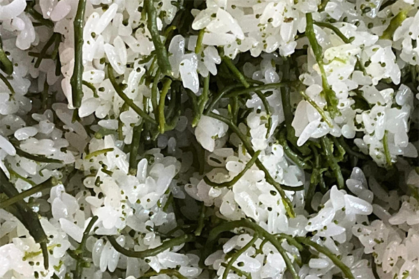 Kỳ lạ hoa rừng giá đến 300.000 đồng/kg, có bao nhiêu cũng không đủ bán-2