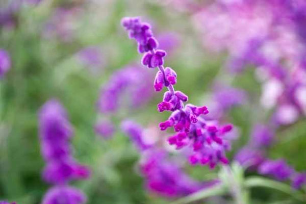 Người sinh tháng Âm lịch này giỏi chịu đựng, giàu sáng tạo, tất yếu thành công, cuộc sống nhiều hy vọng-4