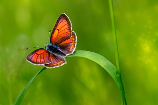 Người sinh tháng Âm lịch này giỏi chịu đựng, giàu sáng tạo, tất yếu thành công, cuộc sống nhiều hy vọng