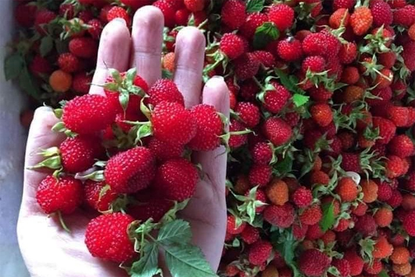 Loại rau dại nay bán 30.000 đồng/kg, mới bán đã bay hàng chục cân-3