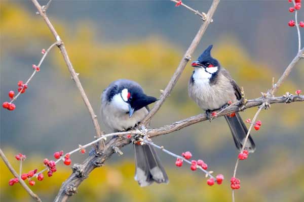 Tử vi ngày 30/3/2023: Tuổi Tý việc gì cũng thuận, tuổi Dần nhiều điều bất trắc-4