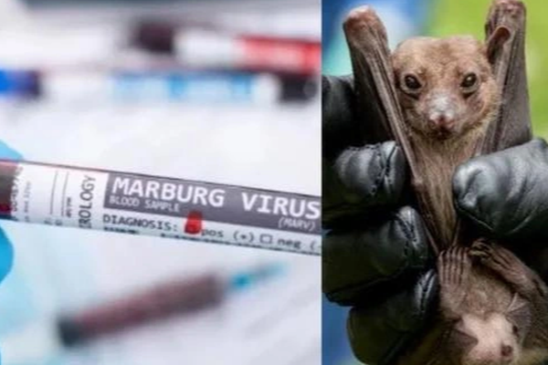 Virus lạ khiến 3 người tử vong trong vòng 24 giờ-1