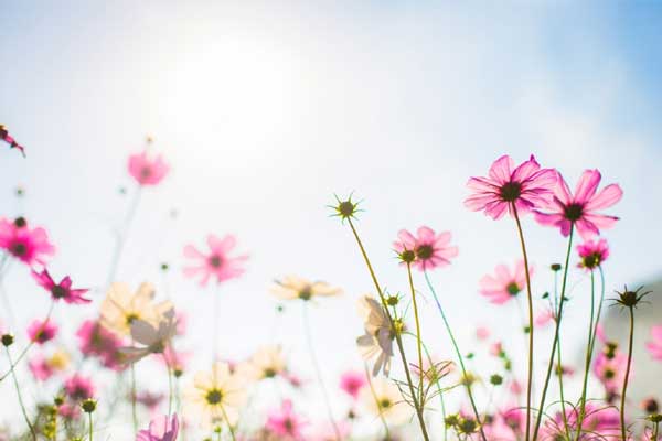 Tử vi ngày 30/3/2023: Tuổi Tý việc gì cũng thuận, tuổi Dần nhiều điều bất trắc-1