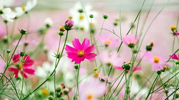 Tử vi ngày 30/3/2023: Tuổi Tý việc gì cũng thuận, tuổi Dần nhiều điều bất trắc-3