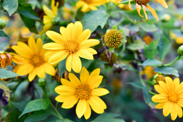 Sinh vào 6 ngày Âm lịch này, làm ăn giỏi, có duyên với Thần Tài, hậu vận hưởng đủ phúc lộc-1