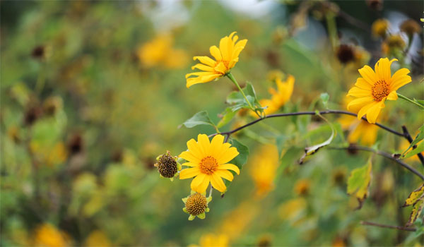 Sinh vào 6 ngày Âm lịch này, làm ăn giỏi, có duyên với Thần Tài, hậu vận hưởng đủ phúc lộc-3