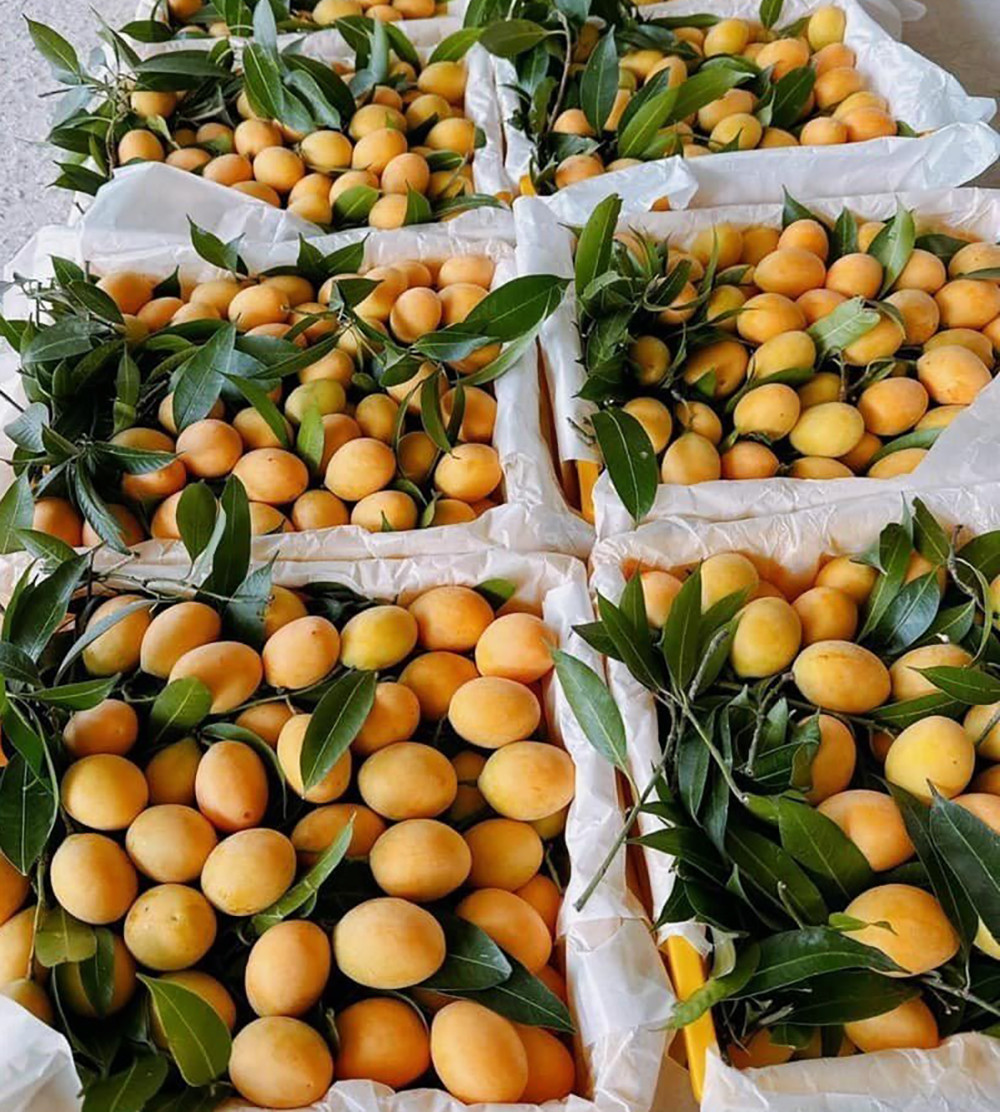 Từ mức cao chót vót, thanh trà Thái có giá rẻ như rau-2