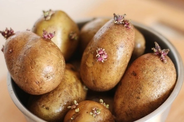 Khoai tây có dấu hiệu này dứt khoát đừng ăn vì có thể chứa độc, nhẹ thì gây tiêu chảy, nặng có thể dẫn đến tử vong-2