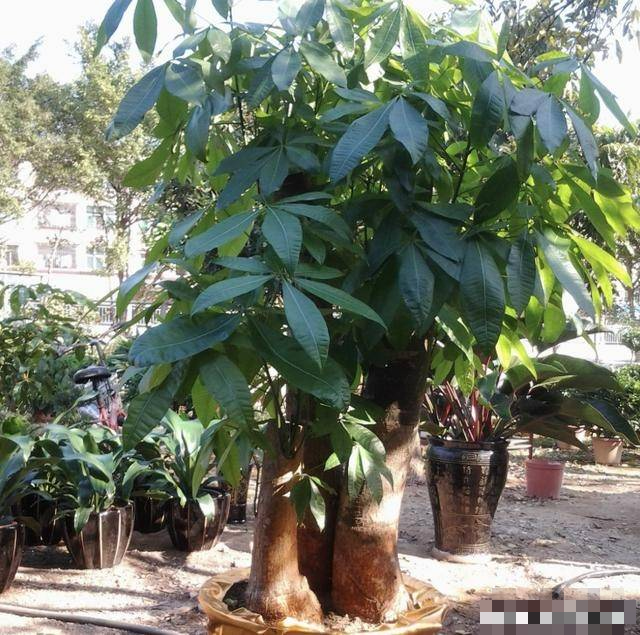 Người xưa dặn: 5 cây cảnh nở hoa, nhà vạn sự hanh thông, điềm lành đến cửa-6