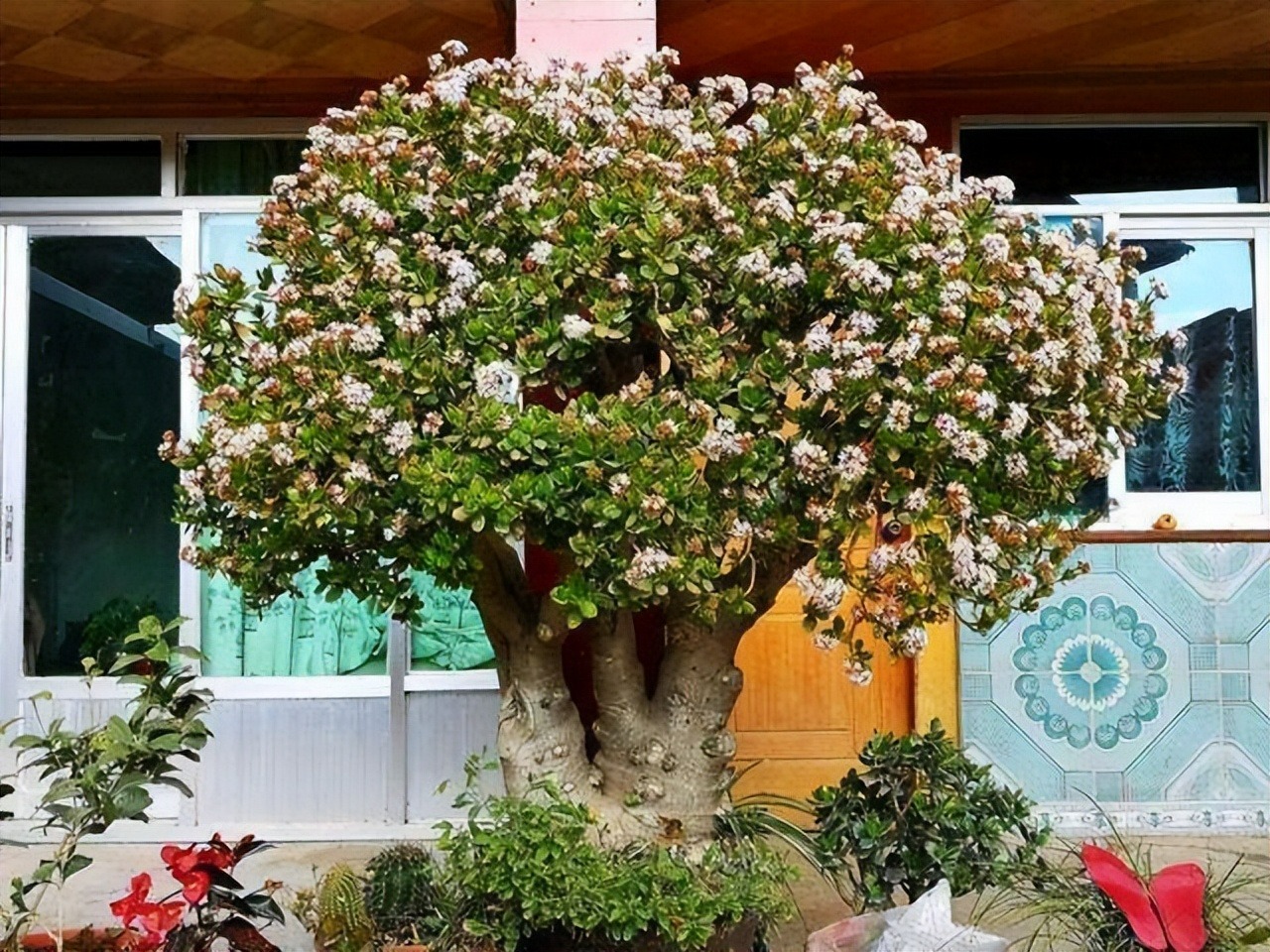 Người xưa dặn: 5 cây cảnh nở hoa, nhà vạn sự hanh thông, điềm lành đến cửa-12