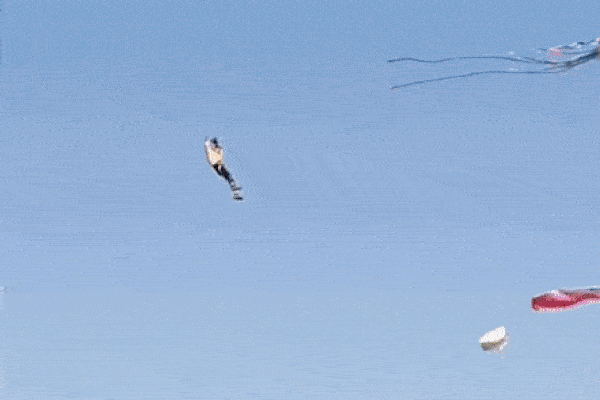 TP.HCM: Nhiều người bị dây diều cứa cổ, ngã chấn thương-5