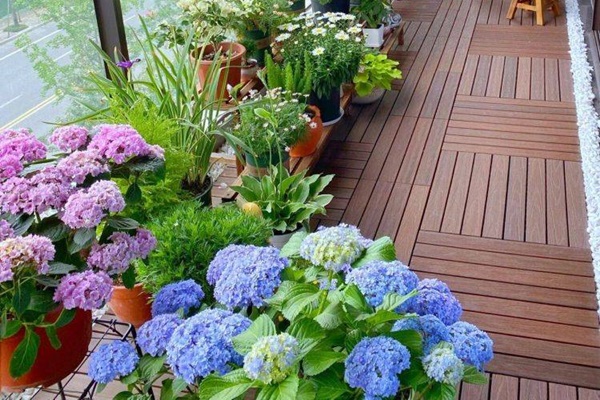 Người xưa nói: Phát tài có đôi, phúc lộc song toàn, trồng cây cảnh này để gia đình thêm may mắn-12