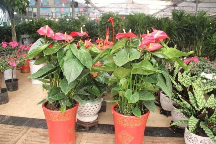 Hoa mới mua về không sống được 1 tuần là do người trồng bỏ qua 3 bước này-1