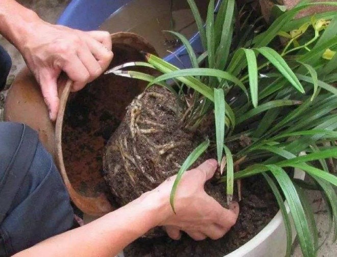 Hoa mới mua về không sống được 1 tuần là do người trồng bỏ qua 3 bước này-2