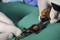 Sự thật về bộ xương người ngoài hành tinh tí hon tại Chile