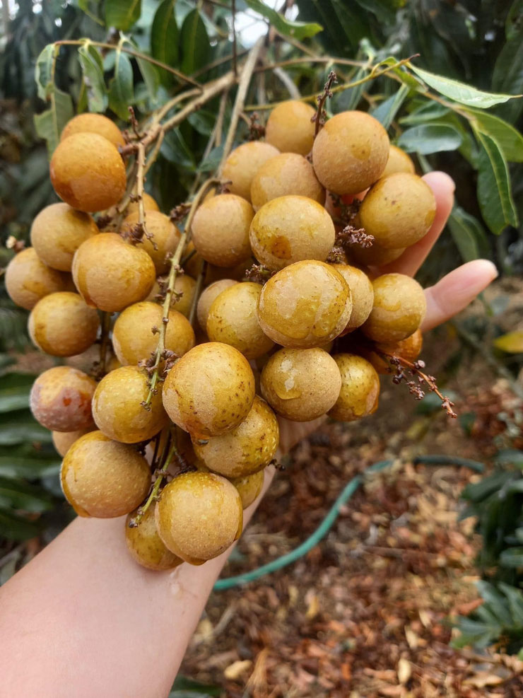 Nhãn chín sớm giá hơn 50.000 đồng/kg, vừa rao bán đã bay” ngay hơn tạ-1