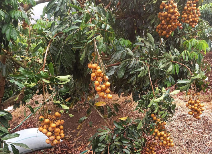 Nhãn chín sớm giá hơn 50.000 đồng/kg, vừa rao bán đã bay” ngay hơn tạ-2