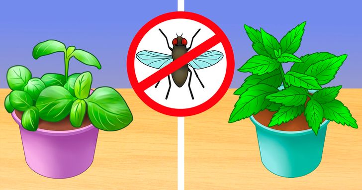 6 cách diệt côn trùng không cần sử dụng đến hóa chất-1