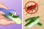6 cách diệt côn trùng không cần sử dụng đến hóa chất