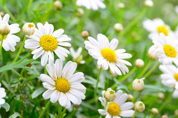 Trẻ sinh vào 3 tháng Âm lịch này, nhỏ thì ngoan ngoãn, lớn lên thông minh, cha mẹ mát mặt-1